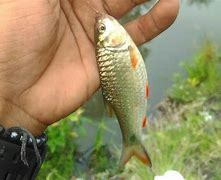 Cara Buat Umpan Ikan Nila Yang Paling Jitu